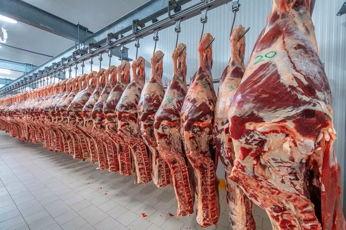 Carne